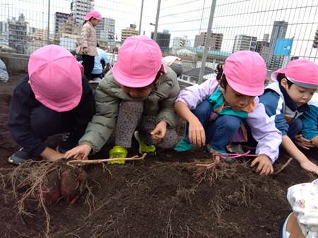 ５歳児　くじら組「芋ほり」