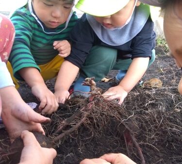 ２歳児　ぱんだ組「いもほりしたよ！」