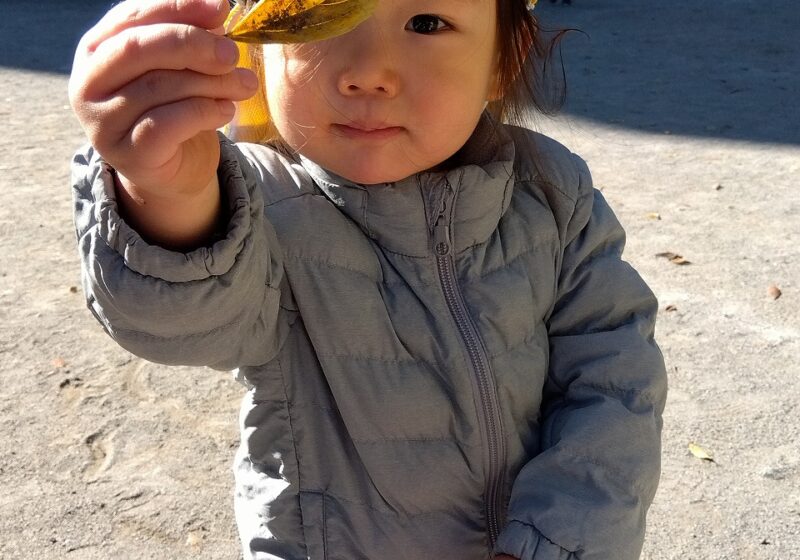 きれいな葉っぱ見つけたよ