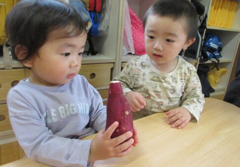 1歳児クラス　さつまいもの食育活動