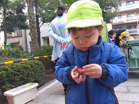 ちゅうりっぷの球根を植えました☆
