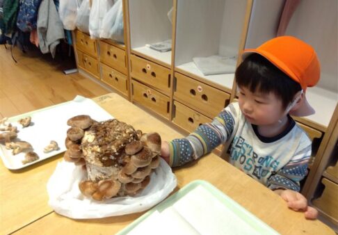 3~5歳児「シイタケ栽培」