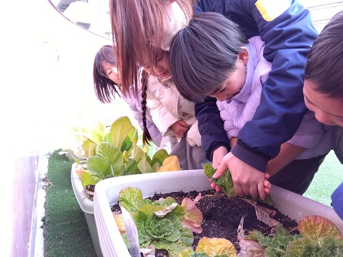 冬野菜の食育活動として、名古屋こども専門学校 食育コースの学生さんと一緒に苗植えを行い、その後は当番制で毎日水やりをして大切に育ててきました💎
今回は、白菜・小松菜・大根を先生やお友だちと一緒に収穫しました。立派に育った野菜を見て、子どもたちは嬉しそうな表情を見せたりしていました🙌
みんなで収穫した後は、みそ汁の具材作りとして包丁を使って野菜を切る体験を行い、以前作ったみその様子を確認しました✨