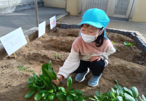 幼児クラス　レタスと小松菜の栽培☆