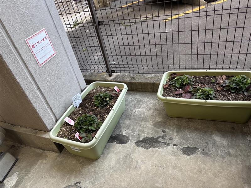 保育園でいちごを育てています🍓
育てているいちごにちなんで、いちごの顔はめ作りをしました✨