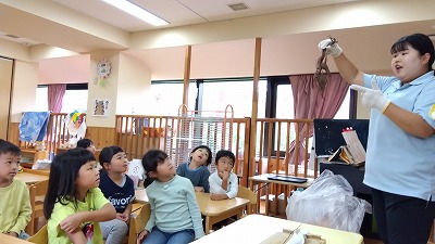同じ芋でも長さや形、重さが違う事を後日じっくり見て、秤やメジャーを使って測ってみると、数字にも興味を持っていました。そしてこの差は何から出来るのだろうと考えて、光かな？水かな？とお友だちと一緒に話していてその光の時間や水の加減、雨の量にも辿り着いた様子でした。