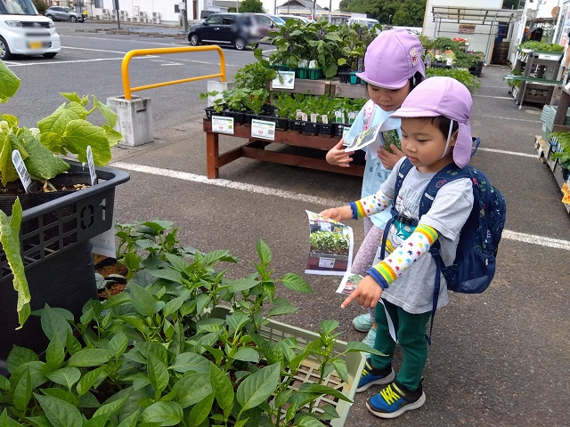 トマト、きゅうり、ピーマンの苗はどこにあるかな？