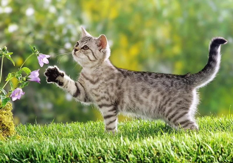 猫