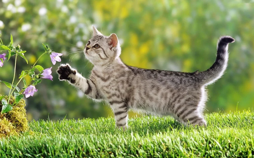猫