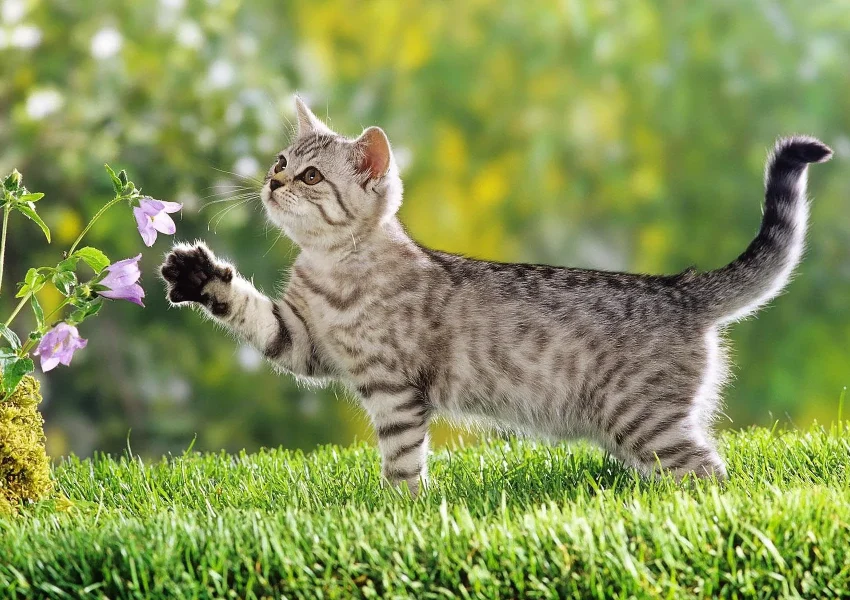 猫