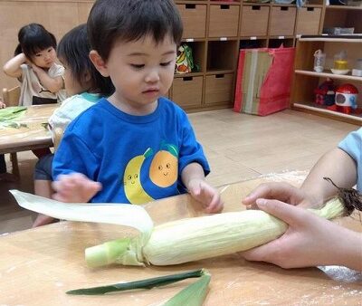 １歳児　とうもろこしの皮むきしたよ！