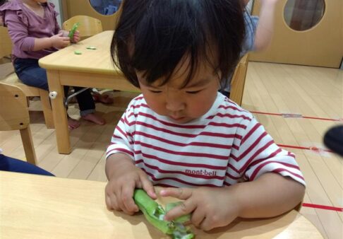 ２歳児 ぱんだ組「食育・そらまめの皮むき」