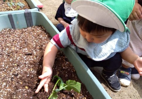 1歳児　キュウリの苗植え