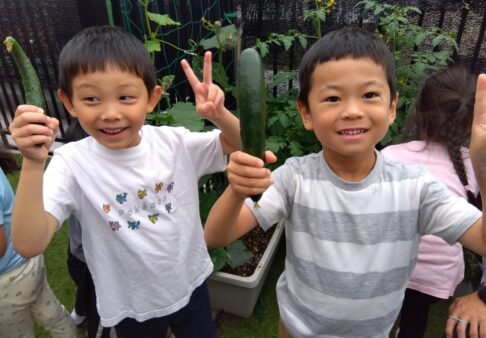 ５歳児　ついにきゅうりを収穫！
