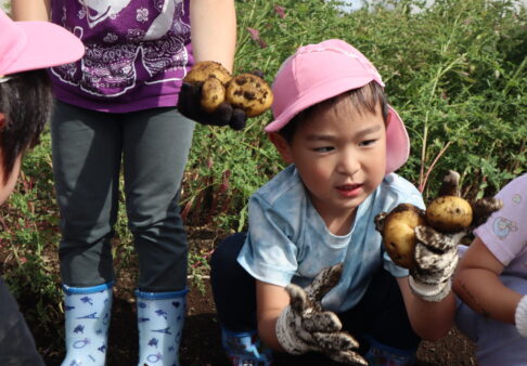じゃがいも掘り(４,5歳児)