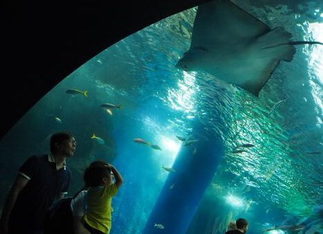 親子遠足~アクアパーク品川 水族館~